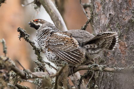Haselhuhn