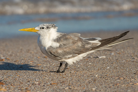 Eilseeschwalbe Eilseeschwalbe