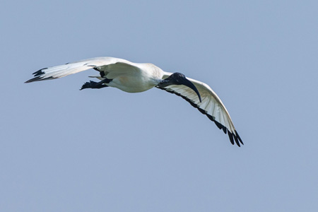 Heiliger Ibis