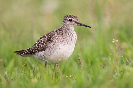 Bruchwasserläufer