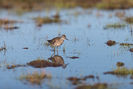 Bruchwasserläufer
