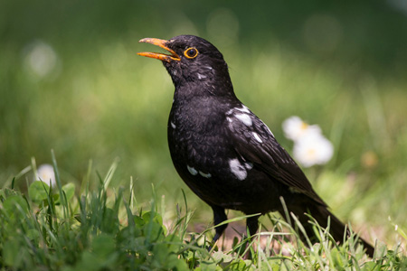 Amsel