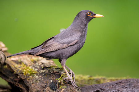 Amsel