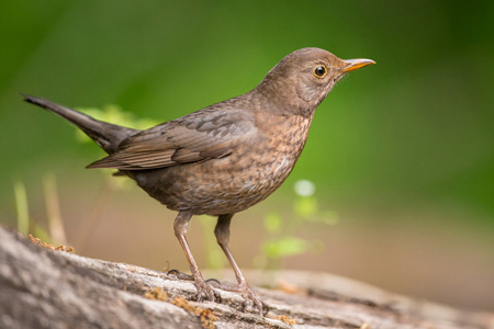 Amsel