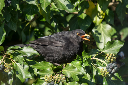 Amsel