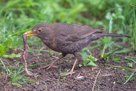 Amsel