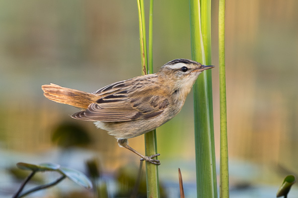 Schilfrohrsänger Schilfrohrsänger