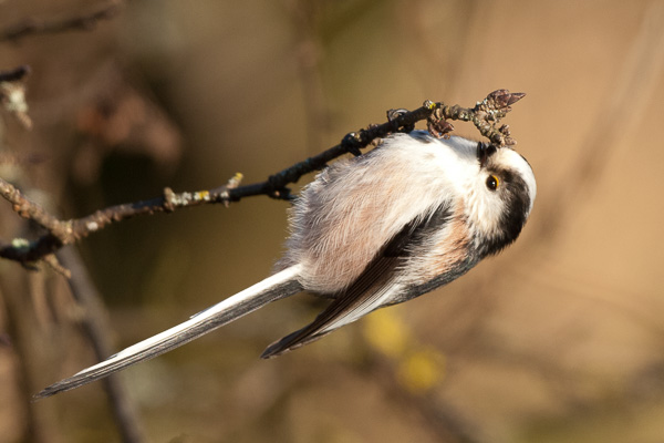 Schwanzmeise Schwanzmeise