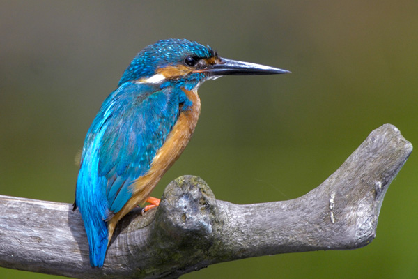 Eisvogel Eisvogel