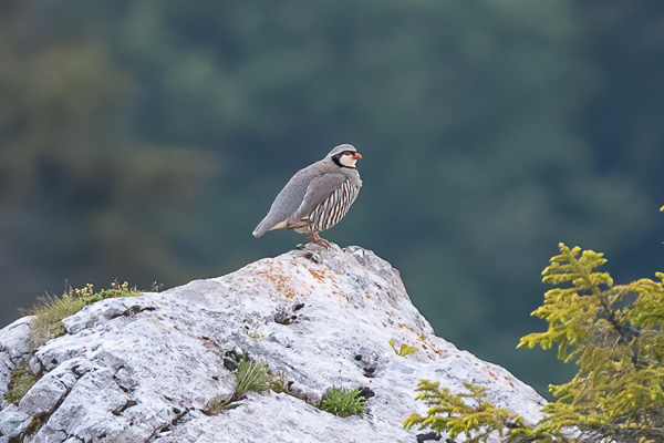 Steinhuhn Steinhuhn