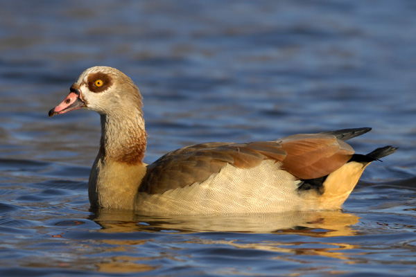 Nilgans Nilgans
