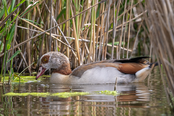 Nilgans Nilgans
