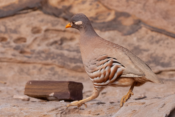 Arabisches Wüstenhuhn Arabisches Wüstenhuhn