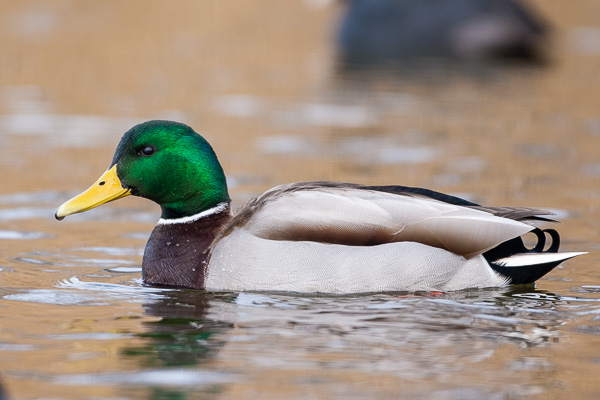 Stockente Stockente