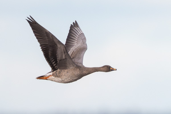 Waldsaatgans Waldsaatgans