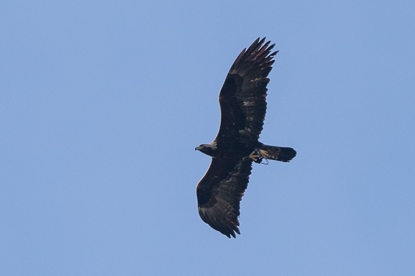 Steinadler Steinadler