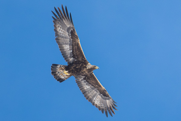 Steinadler Steinadler