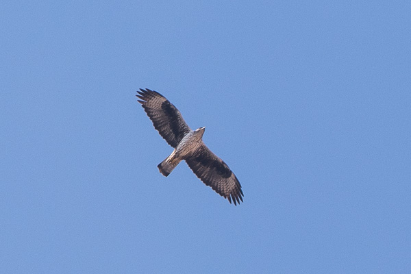 Habichtsadler Habichtsadler