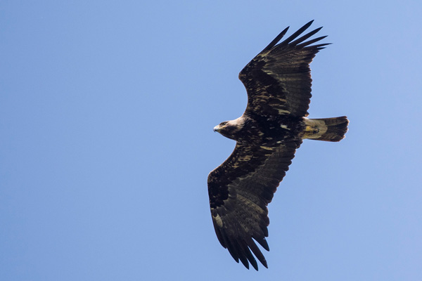 Kaiseradler Kaiseradler
