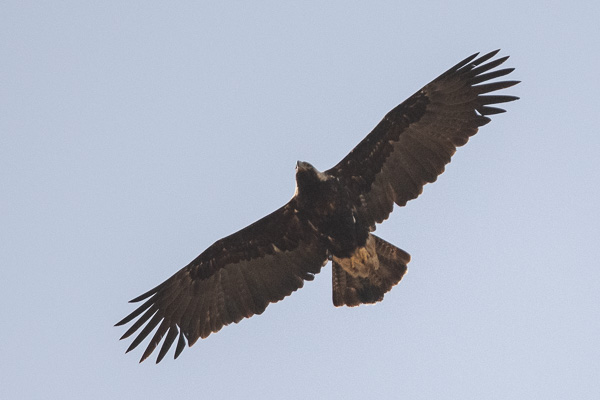 Kaiseradler Kaiseradler