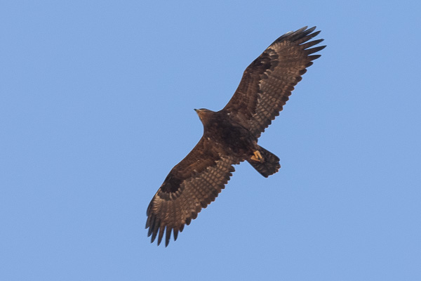 Steppenadler Steppenadler