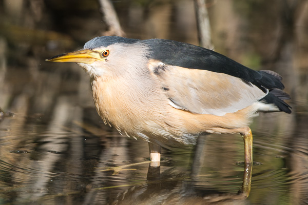 Zwergdommel Zwergdommel
