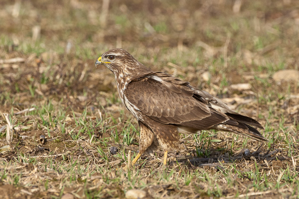 Mäusebussard