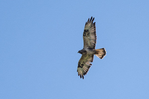 Raufussbussard