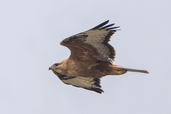 Adlerbussard