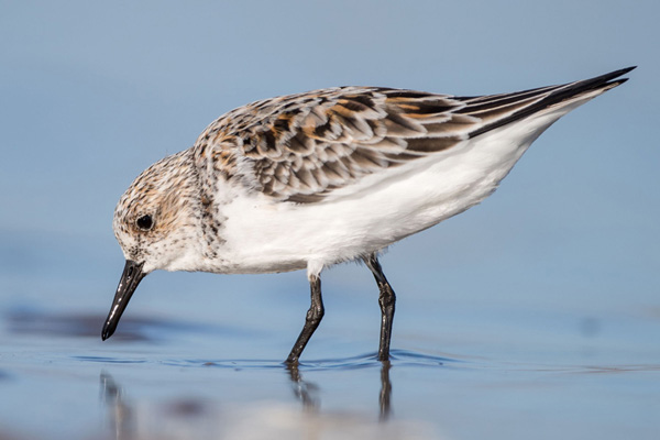 Sanderling Sanderling