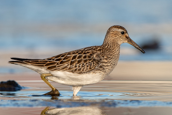 Graubrust-Strandläufer Graubrust-Strandläufer