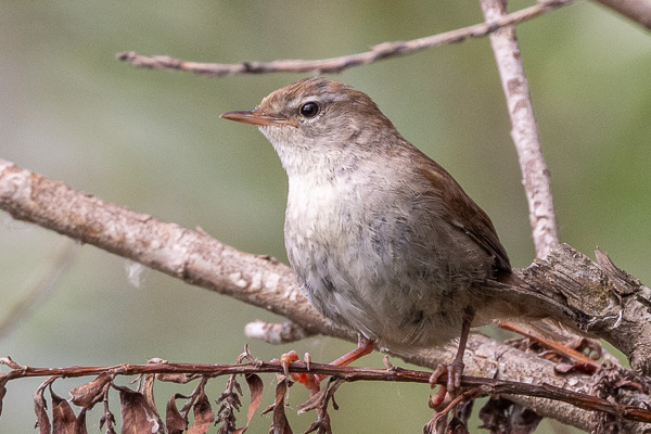 Seidensänger Seidensänger