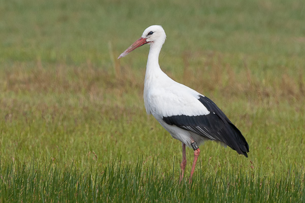 Weissstorch Weissstorch