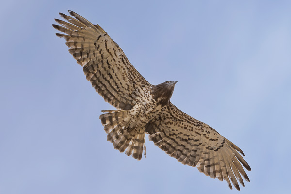 Schlangenadler