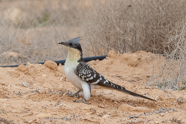 Häherkuckuck Häherkuckuck