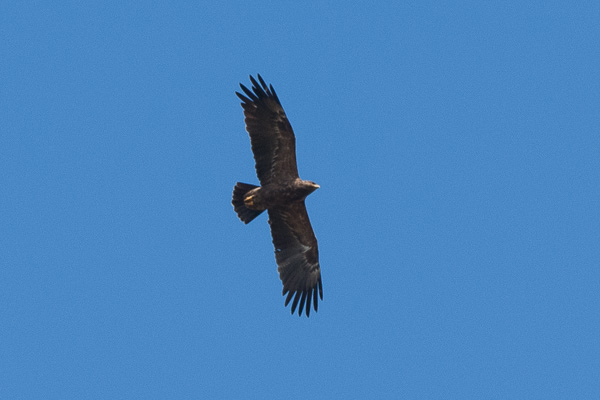 Schreiadler Schreiadler