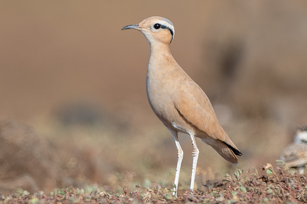 Rennvogel Rennvogel
