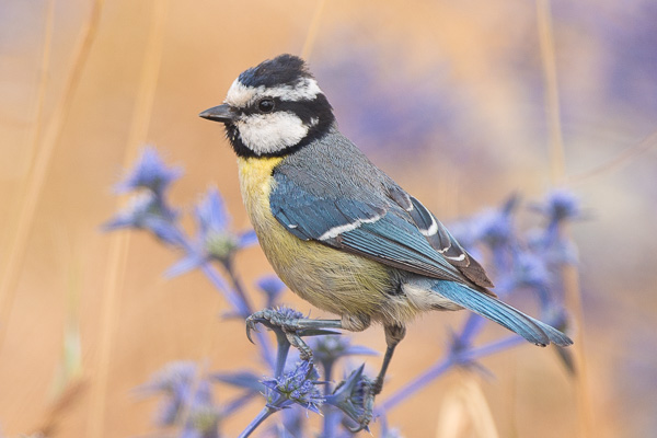 Ultramarinmeise Ultramarinmeise