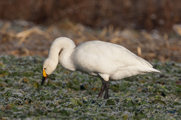 Zwergschwan Zwergschwan