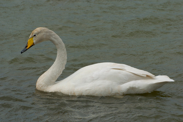 Singschwan Singschwan