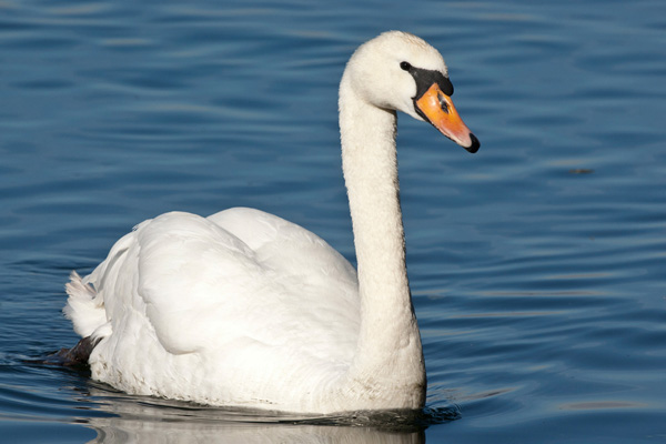 Höckerschwan Höckerschwan