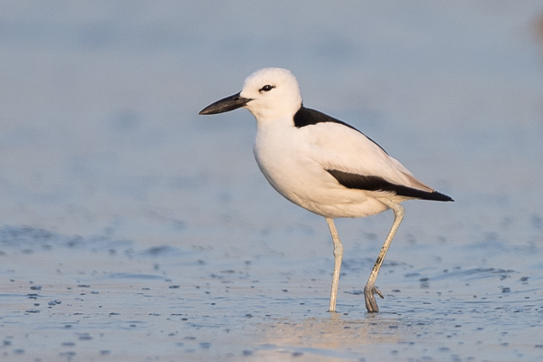 Reiherläufer Reiherläufer