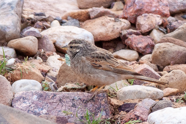 Wüstenammer Wüstenammer