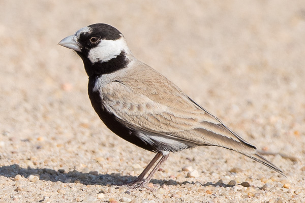 Weissstirnlerche Weissstirnlerche