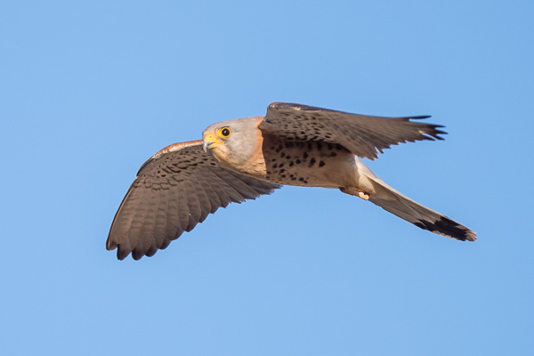 Rötelfalke Rötelfalke