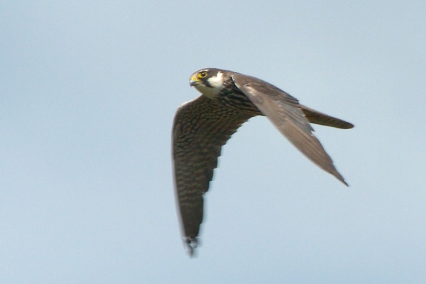 Baumfalke Baumfalke