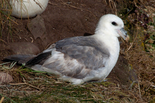 Eissturmvogel Eissturmvogel