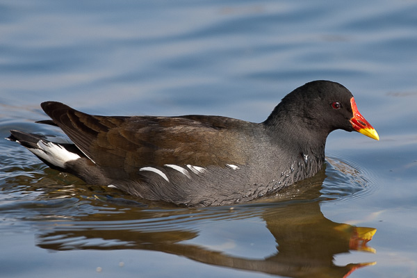 Teichhuhn Teichhuhn
