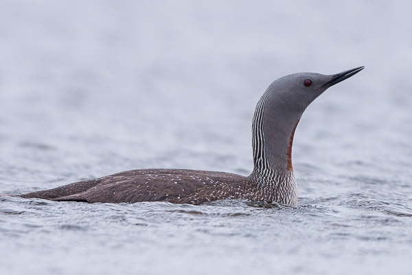 Sterntaucher Sterntaucher