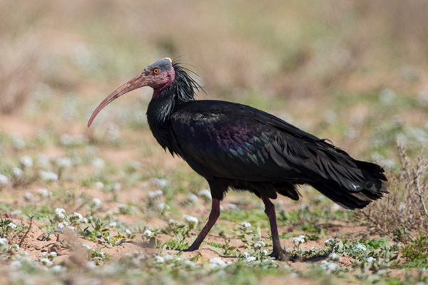 Waldrapp Waldrapp